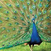 Dubbele Kaart “Peacock”