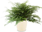 Kamerplant van Botanicly – Asplenium incl. crème kleurig sierpot als set – Hoogte: 50 cm – Asplenium Parvati