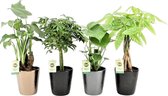 Trendy Kamerplanten Hellogreen - Set van 4 - Infinity Keramiek