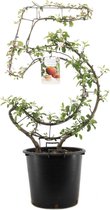 Fruitboom in cijfervorm - Cijfer 5