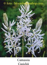 camassia Cusickii 6 bollen maat 14/+