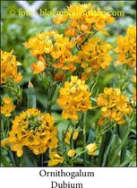Ornithogalum Dubium 10 bollen maat 5/+