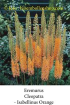 eremurus Cleopatra 3 bollen maat 1