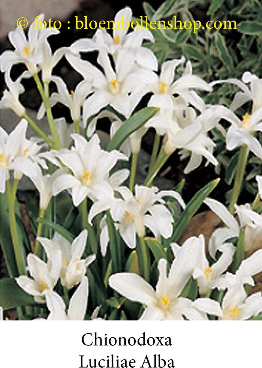 chionodoxa Luciliae Alba 50 bollen maat 5/+