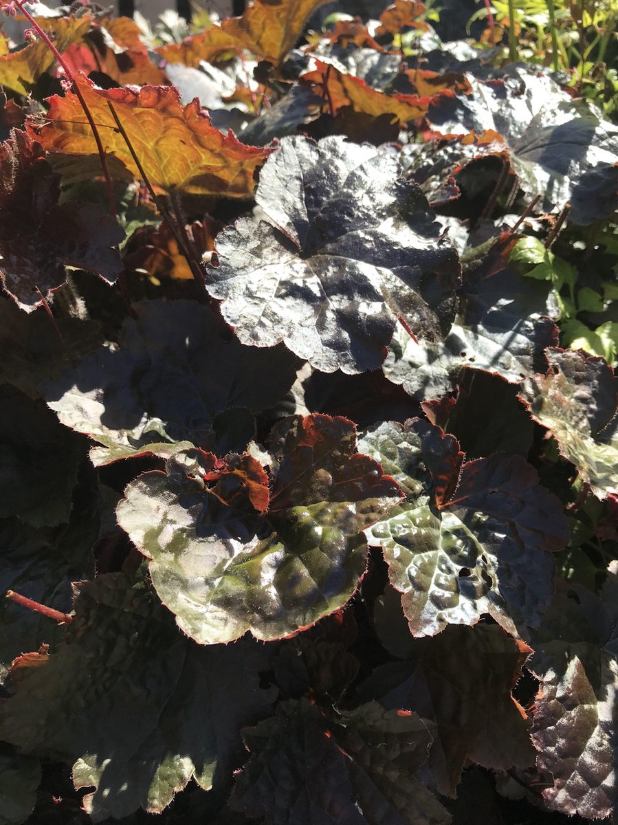 6 x Heuchera micrantha 'Palace Purple' - Purperklokje - P9 Pot (9 x 9cm) - Dima Vaste Planten