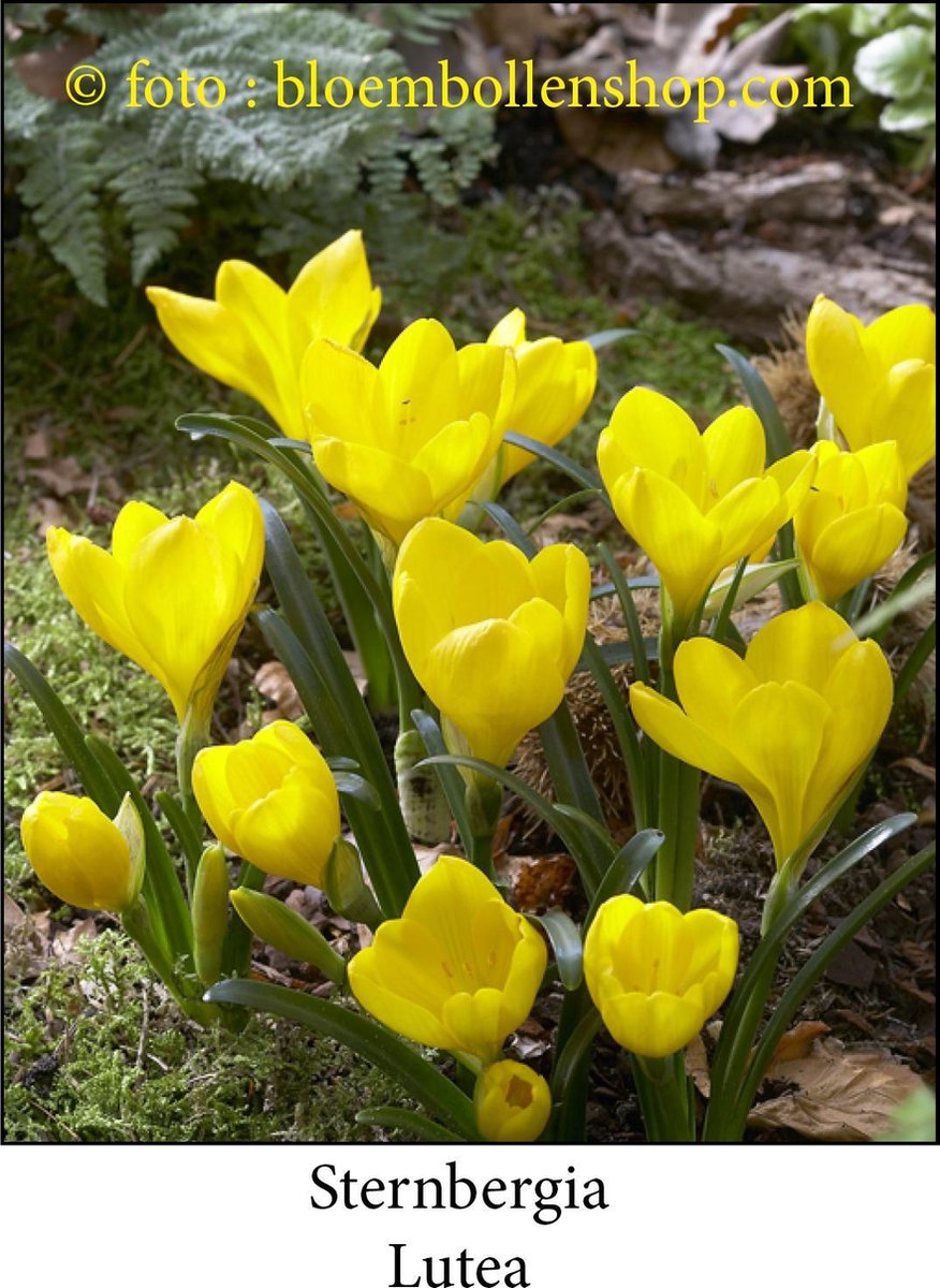 Bloembollen - Sternbergia Lutea - 10 bollen Maat 1