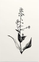 Groot Heksenkruid zwart-wit (Enchanters Nightshade) - Foto op Forex - 60 x 90 cm