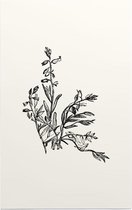 Vleugeltjesbloem zwart-wit (Milkwort) - Foto op Forex - 40 x 60 cm