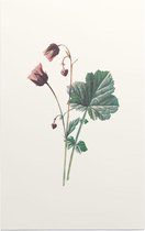 Knikkend Nagelkruid (Water Avens) - Foto op Forex - 100 x 150 cm