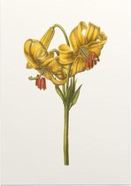 Goudbandlelie Aquarel (Yellow Japan Lily) - Foto op Posterpapier - 29.7 x 42 cm (A3)