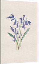 Hyacinthus (Hyacinth) - Foto op Canvas - 100 x 150 cm