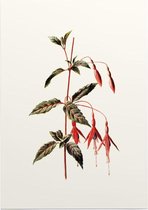 Bellenplant (Fuchsia White) - Foto op Posterpapier - 29.7 x 42 cm (A3)