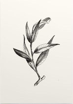 Wilg zwart-wit (Huntingdon Willow) - Foto op Posterpapier - 50 x 70 cm (B2)