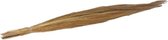 Dbt Droogbloem Siergras Bruin-Naturel 110 cm Voordeelaanbod per 2 stuks
