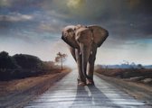 Diamond Painting volwassenen 40x50cm olifant