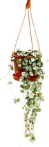 Medium Lantaarnplantje Ceropegia Woodii Variegata- Hangplant huiskamer kantoor plant