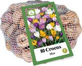 Jub Holland - XXL Crocus (Krokus) bloembollen - Kleurenmix Grootbloemig - 60 stuks