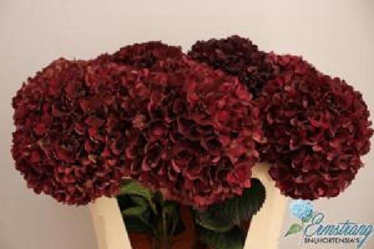 10x Hydr.mag.rubyred classic 70cm
