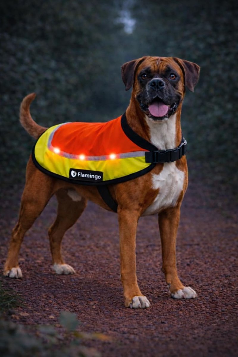 Hondenjas – Regenjas hond – veiligheidsvest met led licht Simi Fluo oranje L – reflecterend – spatwaterdicht – oplaadbaar – voor alle honden