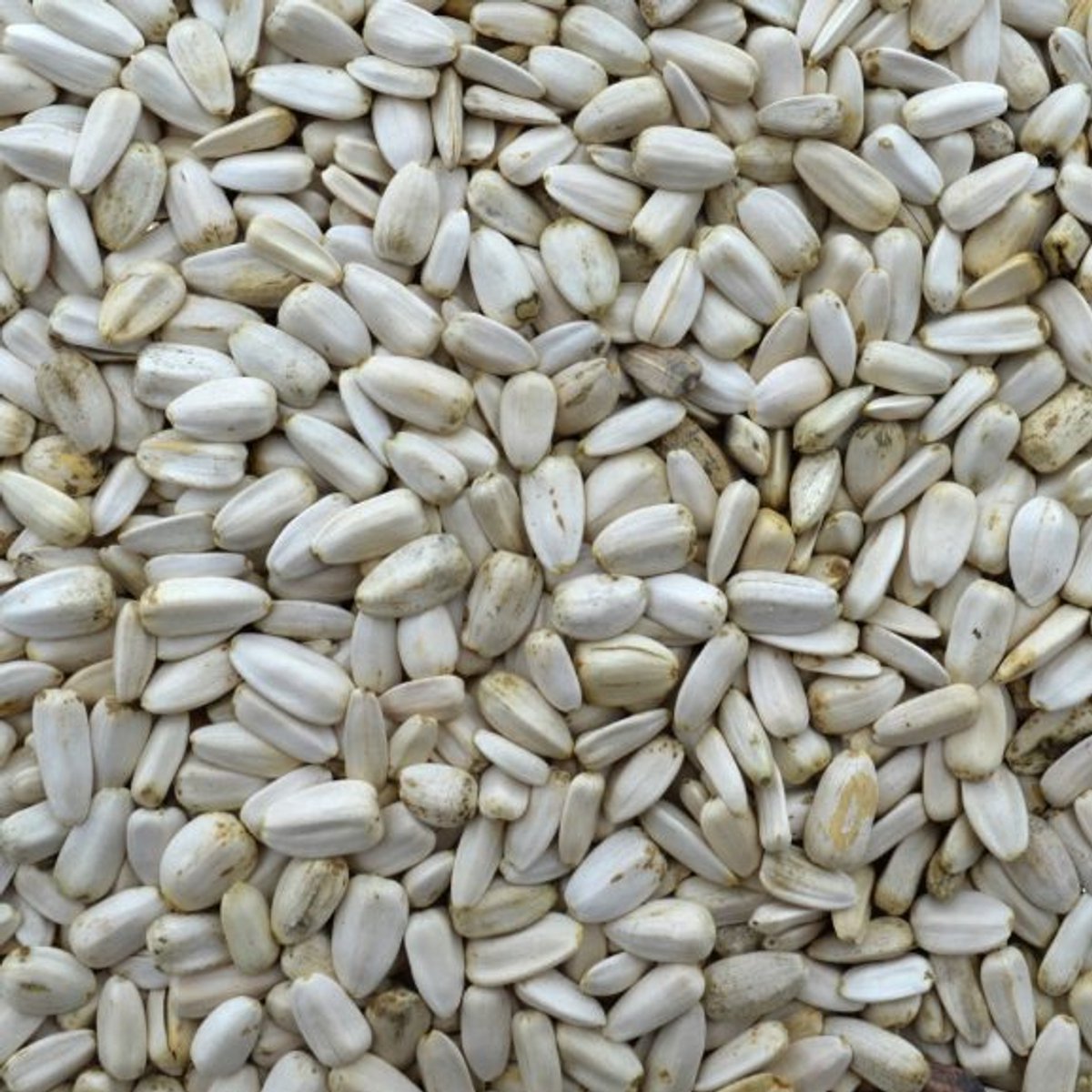 Zonnepitten - zonnebloempitten - vogelvoer -binnenvogels - buitenvogels - wintervoer - 500 gram