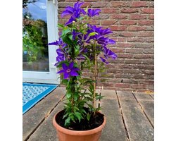 Clematis The President - Klimplant  | Violet-Blauw - Meerjarig en Winterharde Tuinplanten | 1,5 liter pot