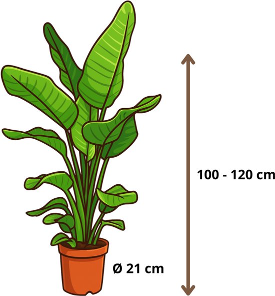 Strelitzia Nicolai - 100 - 120cm Hoog - Paradijsvogelplant - Luchtzuiverend - Pot 21cm