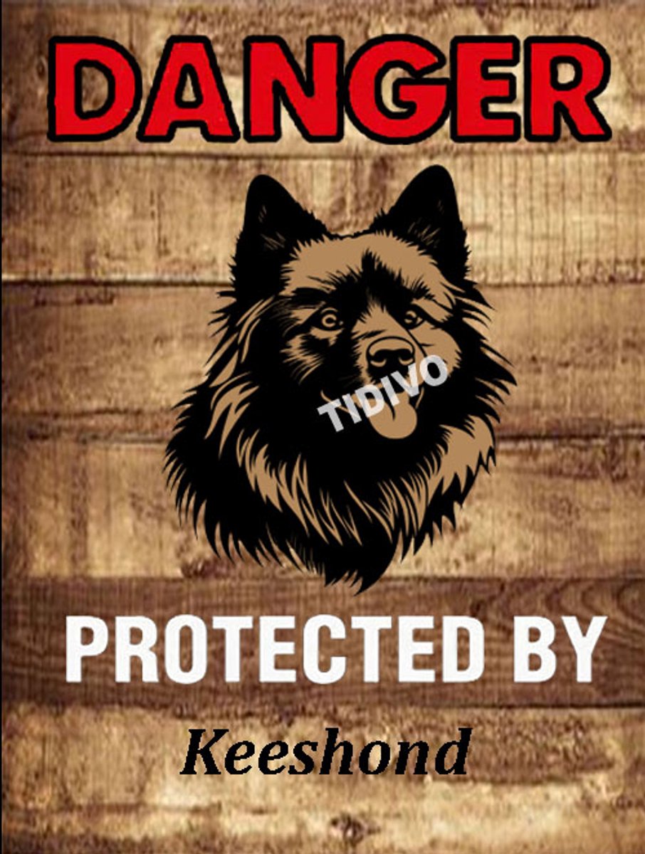 Keeshond 19