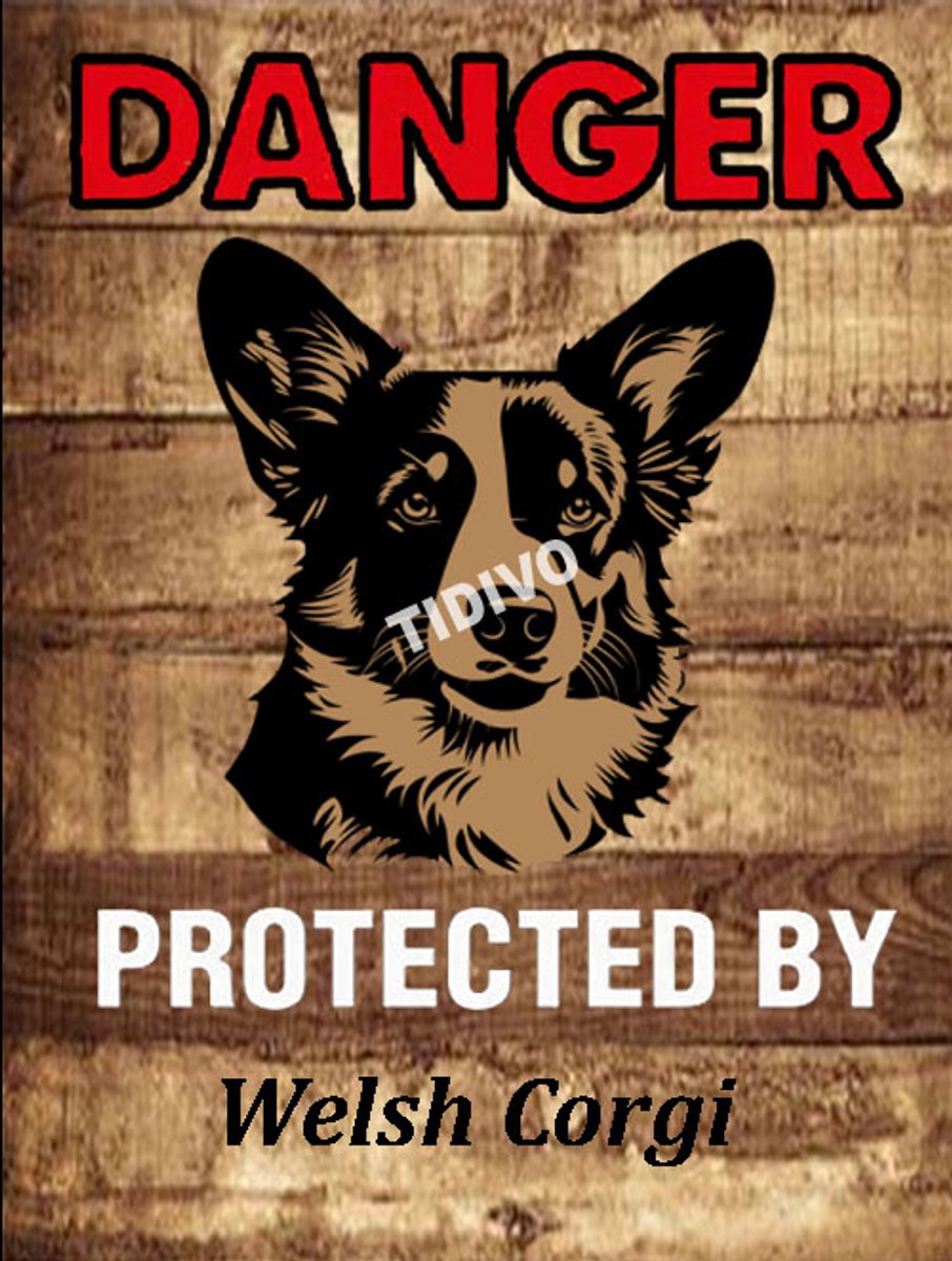 Welsh Corgi 19