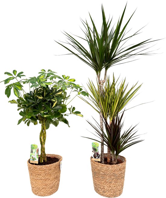 Schefflera Gold Capella & Dracena Carnaval with Natural Basket, pot maat Ø21, 80-120cm hoogte, siermand, air purifying, kamerplanten, Inclusief mand, easy to care for, echte planten, geweldig cadeau-idee, great gift idea