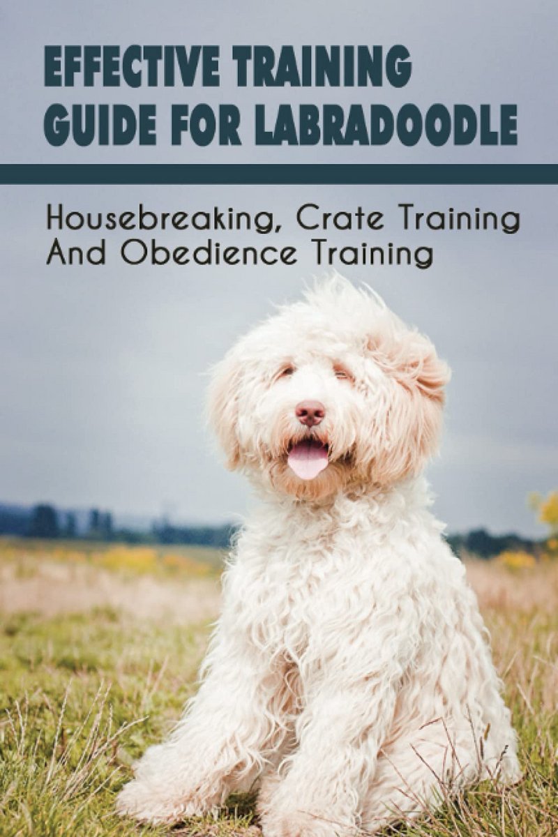 Trainingsgids voor Labradoodle: Zindelijkheid, Benchtraining en Gehoorzaamheid
