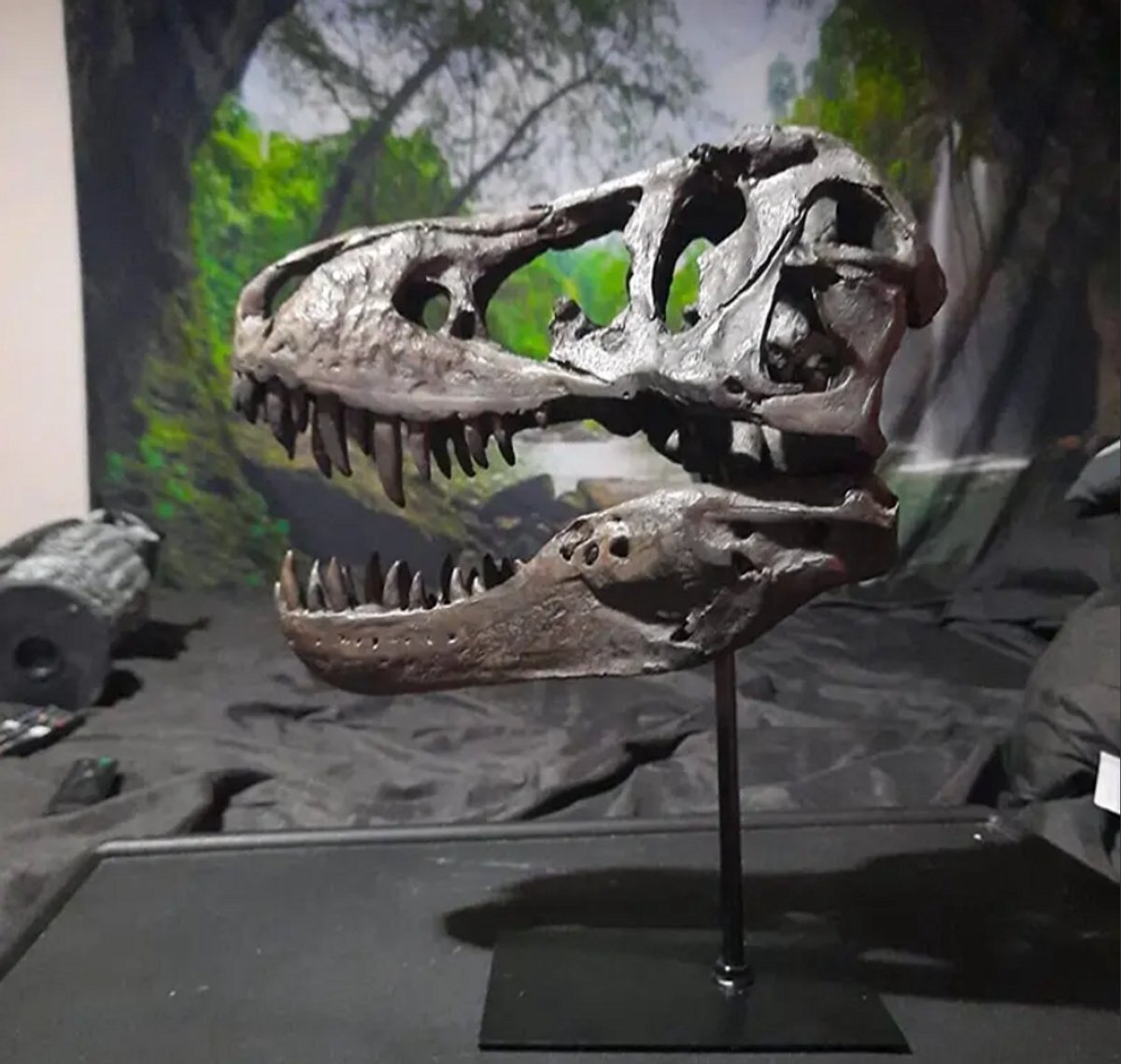 T-Rex Schedel Replica T-Rex Schedel Replica – – Handgemaakte Dinosaurusdecoratieinosaurusdecoratie van Hars met Met van Hars met Metalen Standaard