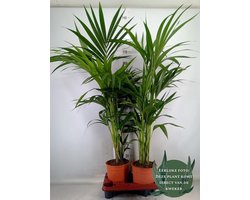 2 stuks - Howea forsteriana - Hoogte 110cm - Potmaat 19cm - Luchtzuiverende Kamerplant - Plant binnen