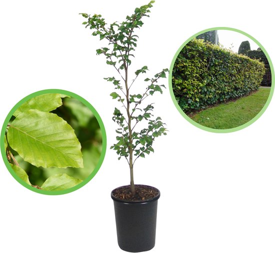 Een groene beukenboom in een zwarte pot, met close-ups van de bladeren en een haag.
