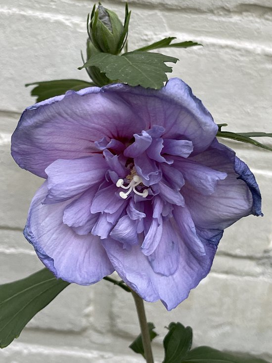2 x sirop d'hibiscus ' Blue Chiffon'® ('notwoodthree') - Hibiscus de jardin, Althéa arbuste, Rose des marais 40- 60 cm en pot