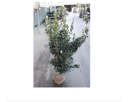 5x Schijnhulst - Osmanthus heterophyllus (illicifolius) | maat 80-100 cm
