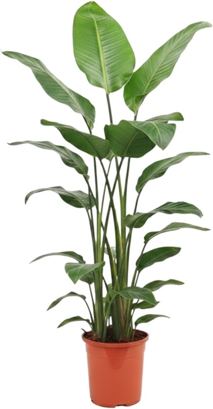 Strelitzia Augusta 155 cm de grove, ruige soort met dikker blad zo uit het buitenland.