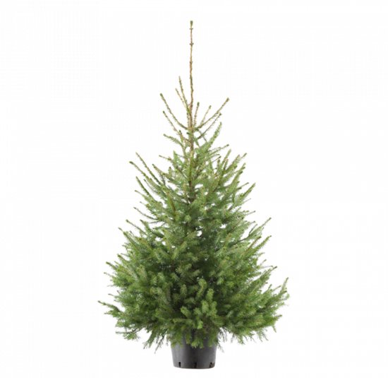 Echte kerstboom in pot - 175-200cm - 'Picea Omorika'