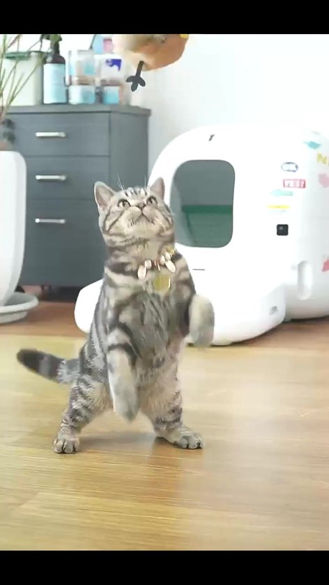 Oplaadbare Interactieve Vogel - Interactief Katten Speelgoed - Interactief Klapperende Vogel - Afstandsbediening Geactiveerd Piepend Kattenspeelgoed - USB Oplaadbaar - Wasbaar en Oplaadbaar