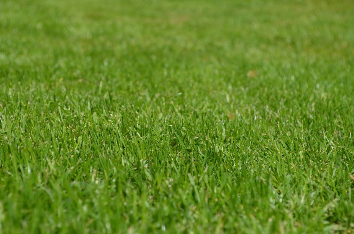 Gazonmest Biologisch Toepasbare mestkorrels Topmix 8-5-8 (SKAL klasse B) 250kg: 10 zakken 25kg voor 5000 m2 - Organische Gazonmeststof - Universele gazonbemesting - Voor een diepgroen gazon
