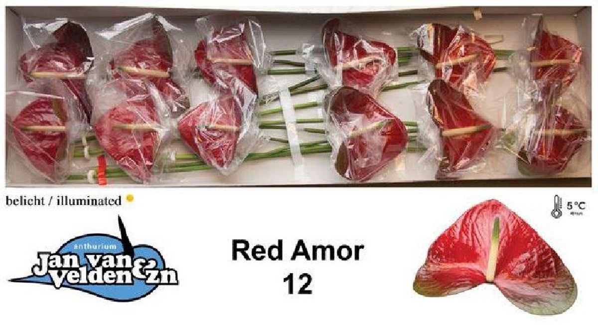 12x Anth.red amor 10cm