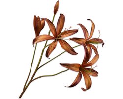 Lelie tak bruin/groen 80 cm