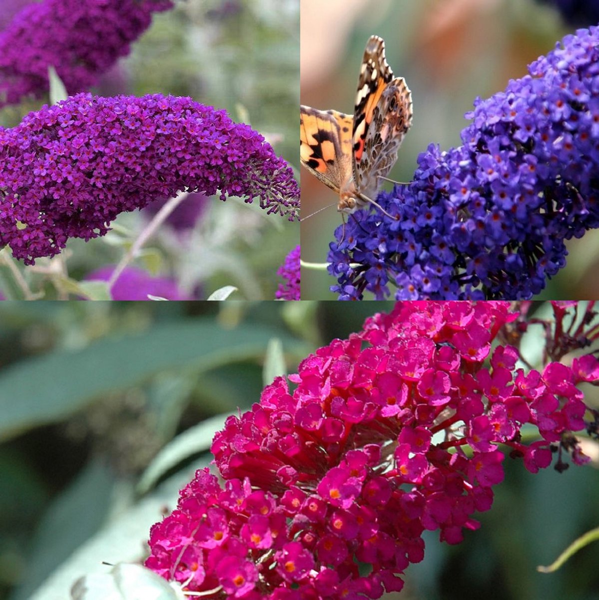3 x Vlinderstruik Buddleja: davidii 'Royal Red'/'Pink Delight'/'Empire Blue' - Rood-paars/Roze/Blauw, Meerjarig en Winterhard - set van 3 Vlinderstruiken / Vlinderplant | 3 x 2 liter potten - Aantrekkelijk voor de vlinder