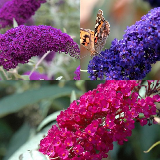 3 x Buddleia davidii 'Royal Red'/'Pink Delight'/'Empire Blue' - Rouge-violet/rose/bleu, vivace et rustique - Lot de 3 Buddleias / Plantes à papillons 3 pots de 2 litres – Attirent les papillons