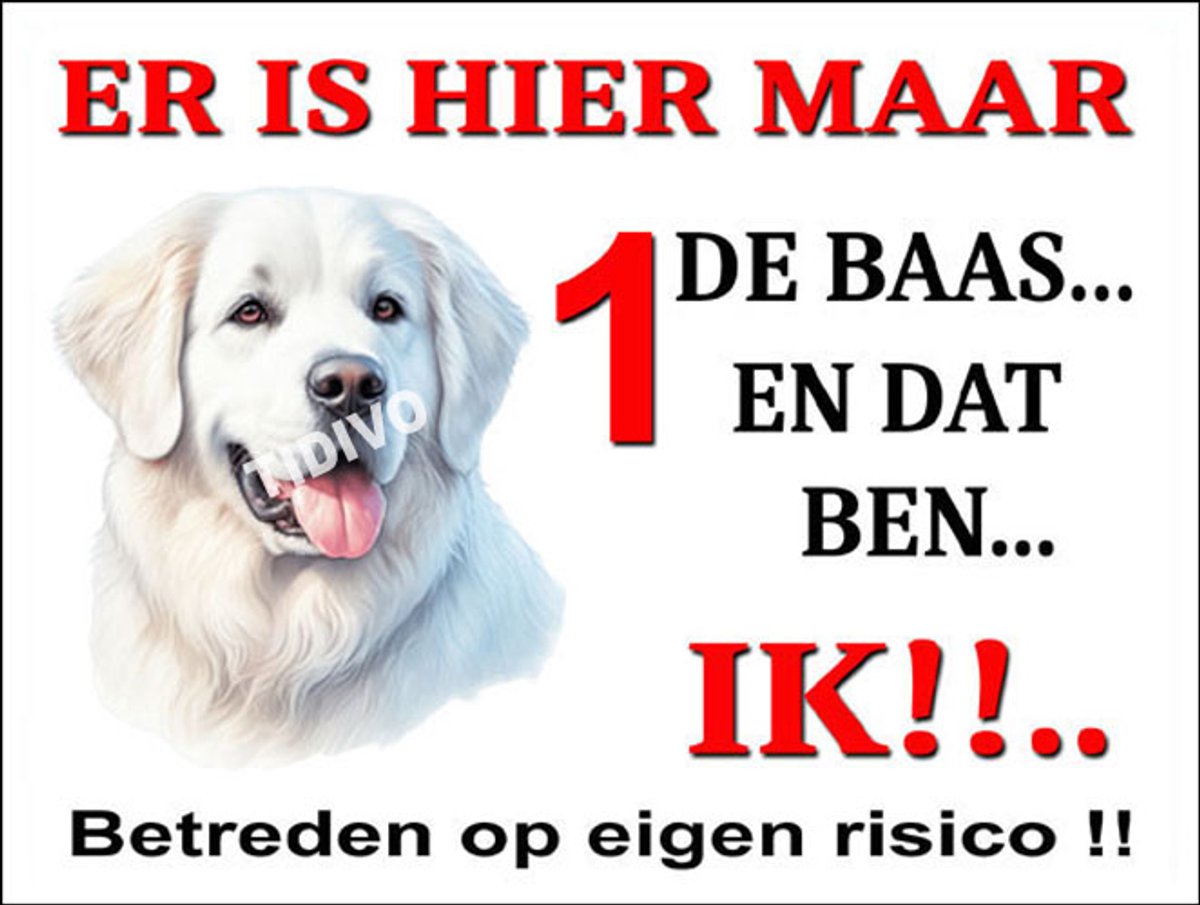 Kuvasz 26