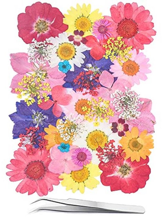 1 Doos Mooie Echte Gedroogde Bloemen Natuurlijke Planten Geperst Droge Bloem DIY Handleiding Plant Schilderen Art Ambachten Scrapbooking Decor-10 1 Doos Mooie Echte Gedroogde Bloemen Natuurlijke Planten Geperst Droge Bloem DIY Handleiding Plant Schilderen Art Ambachten Scrapbooking Decor-10