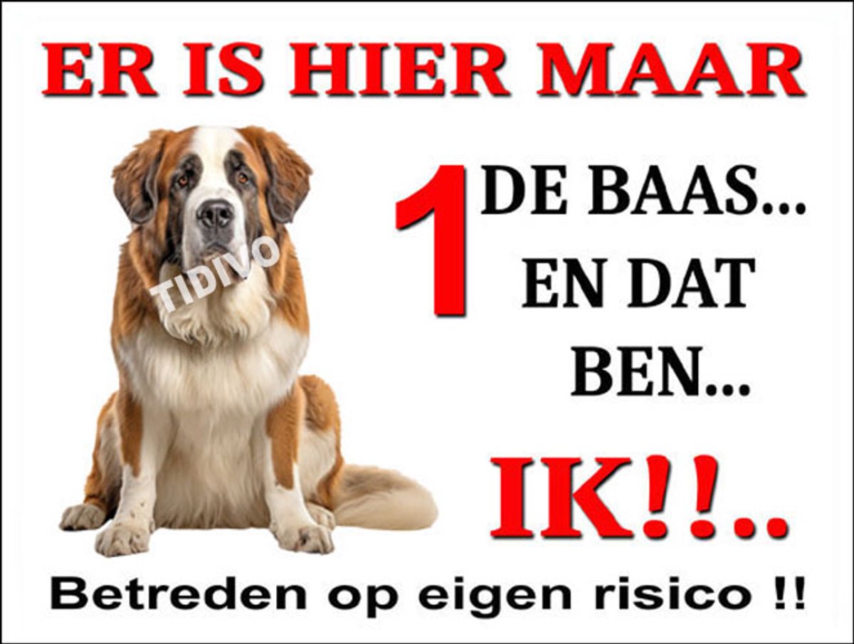 Sint Bernard 26