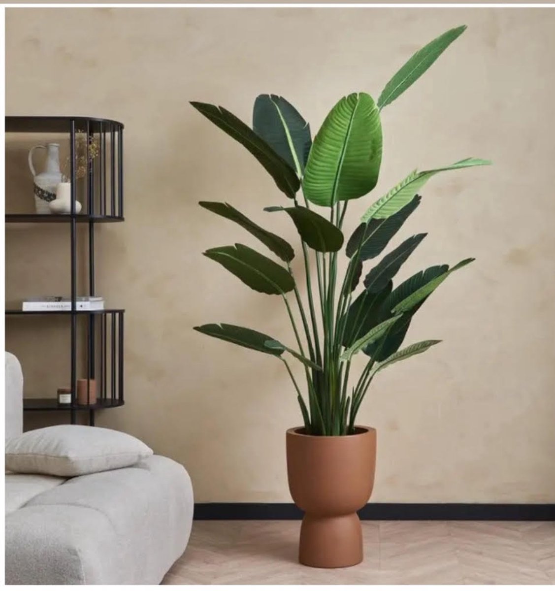 Maja Tropische Strelitzia - Paradijselijke Plant voor Binnen - XXL Groene Kamerplant - Hoogte 150-180 cm - Pot 23.5 cm