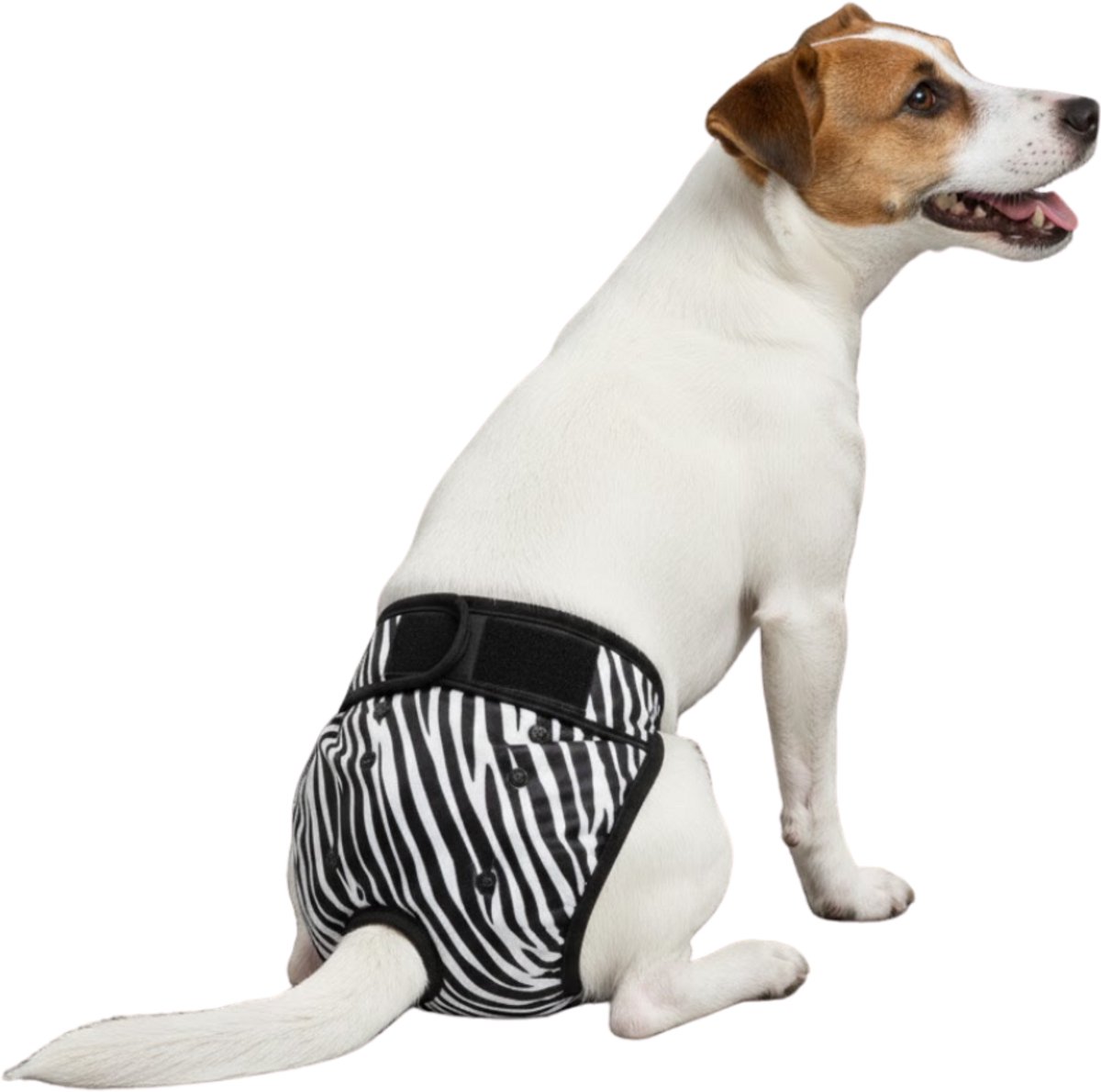 Loopsheidbroekje Hond - M - Hondenluier - Zebra - Wasbaar - Verstelbaar in lengte en breedte - Bij loopsheid en incontinentie