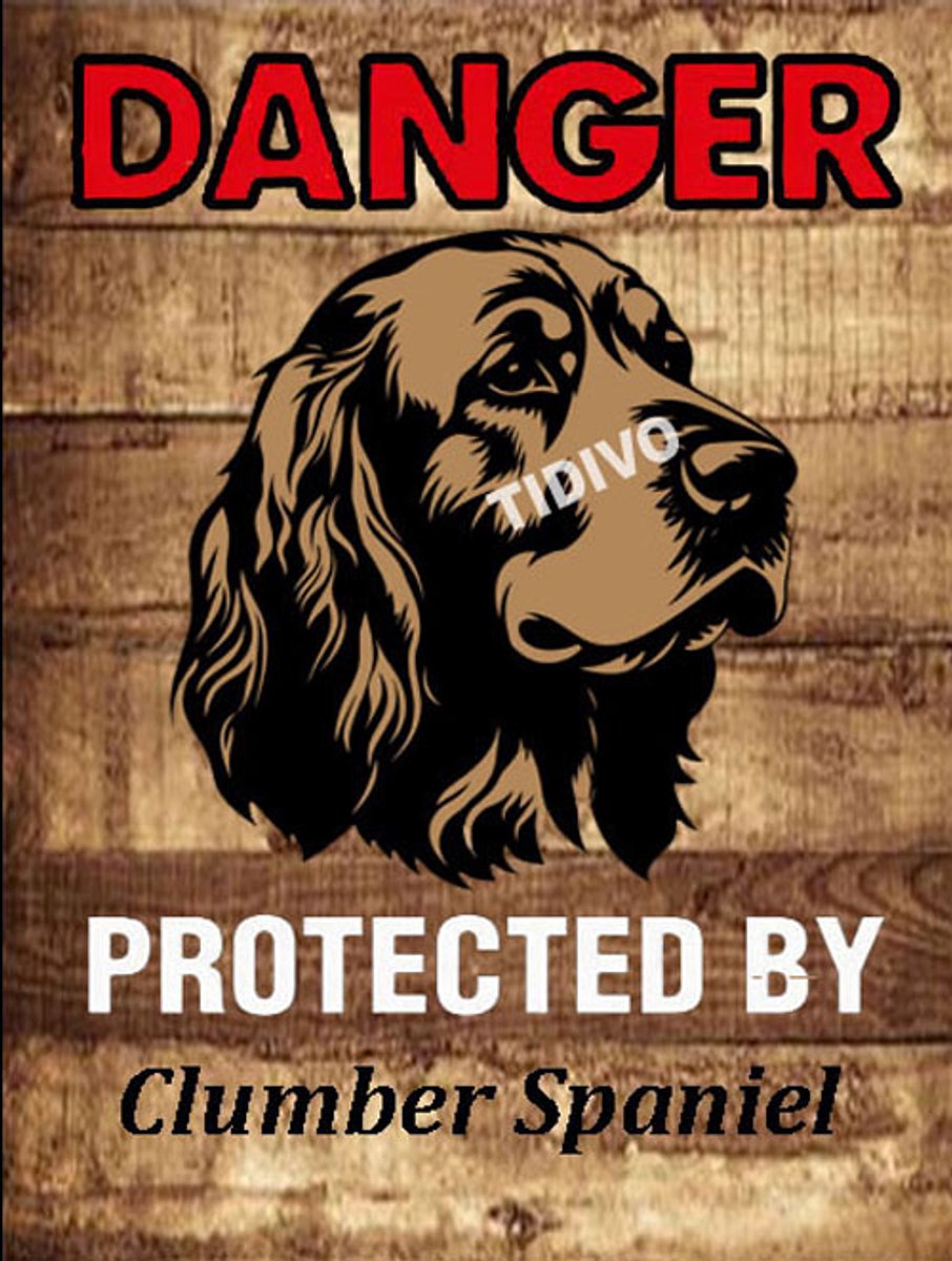 Clumber Spaniel 19