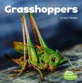 Little Critters - Grasshoppers